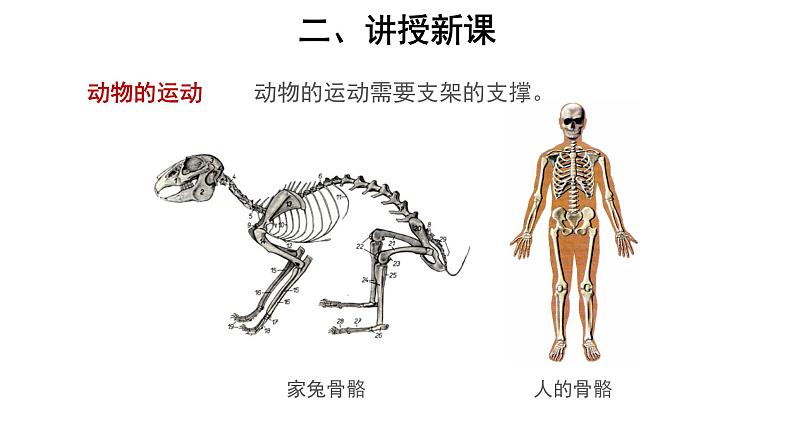 5.2.1 动物的运动 课件第4页