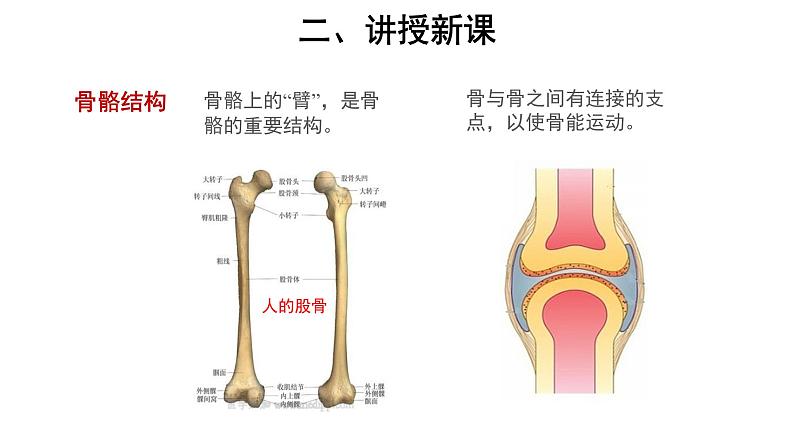 5.2.1 动物的运动 课件第5页