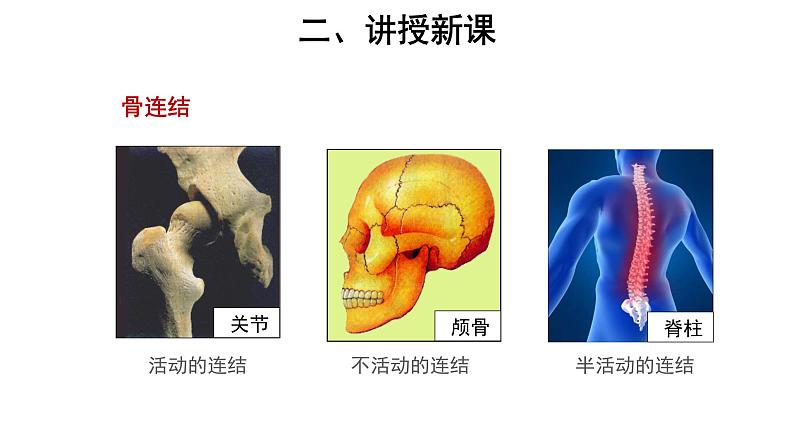 5.2.1 动物的运动 课件第6页