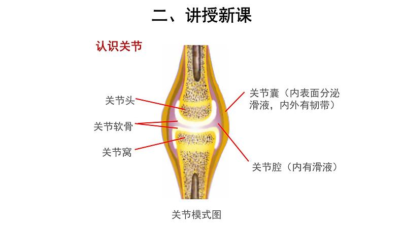 5.2.1 动物的运动 课件第7页