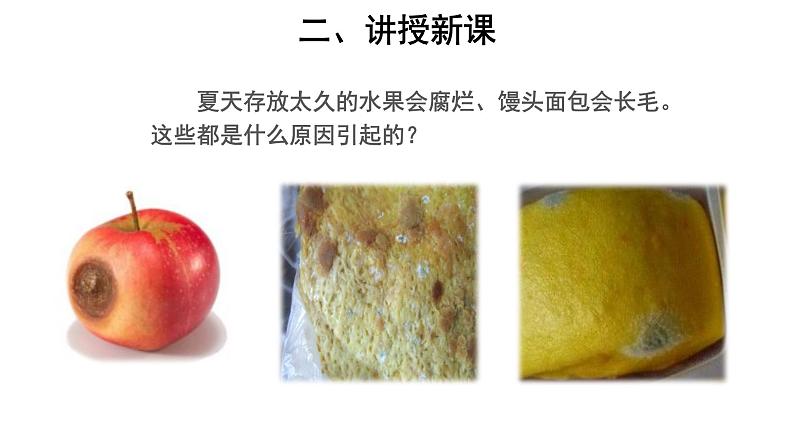 5.4.1 细菌和真菌的分布 课件03