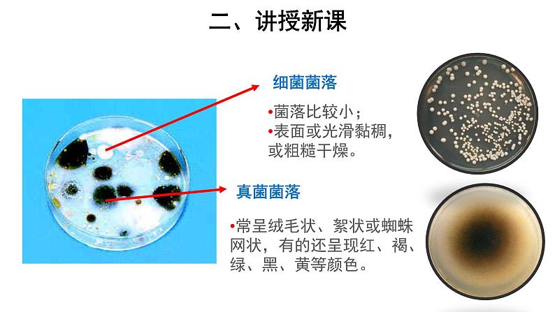 5.4.1 细菌和真菌的分布 课件06