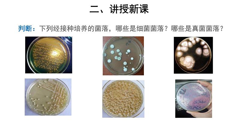 5.4.1 细菌和真菌的分布 课件08