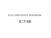 5.4.2 细菌 课件