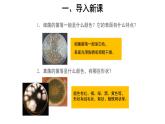 5.4.2 细菌 课件