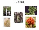 5.4.3 真菌 参考课件