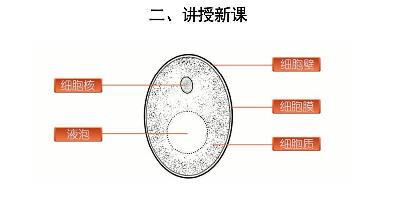 5.4.3 真菌 参考课件05