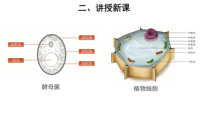 5.4.3 真菌 参考课件07