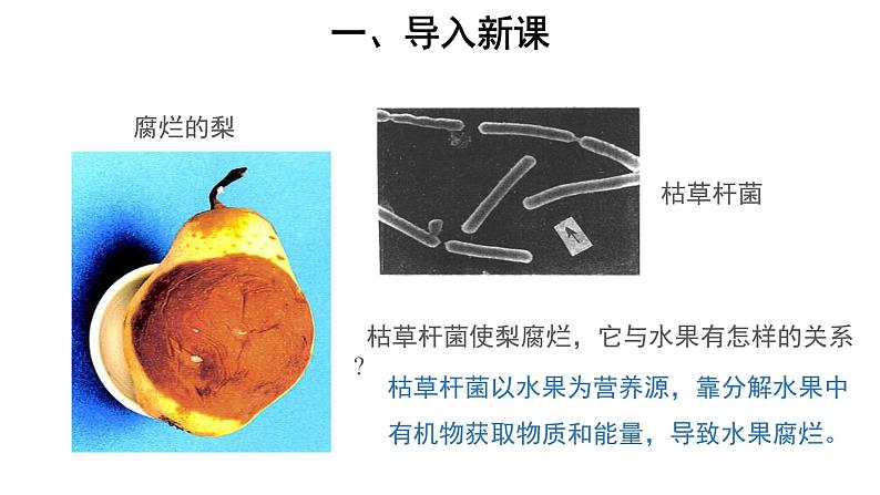 5.4.4 细菌和真菌在自然界中的作用 课件第2页