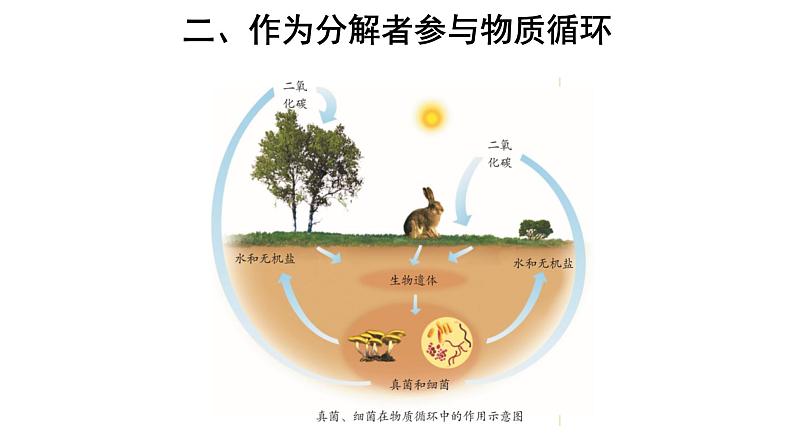 5.4.4 细菌和真菌在自然界中的作用 课件第4页