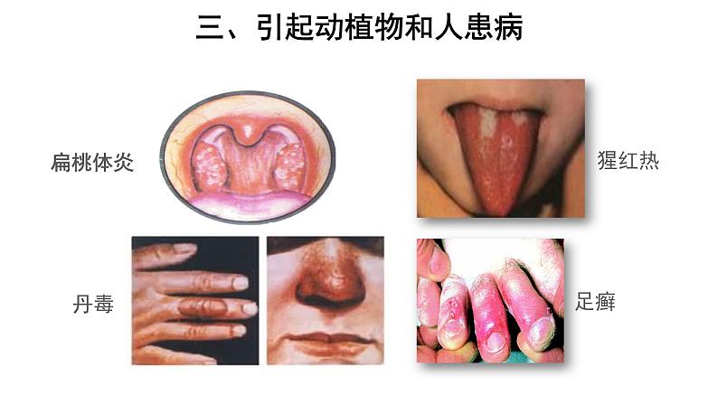 5.4.4 细菌和真菌在自然界中的作用 课件第5页