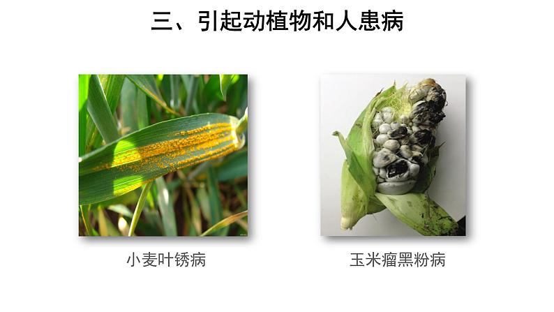 5.4.4 细菌和真菌在自然界中的作用 课件第6页