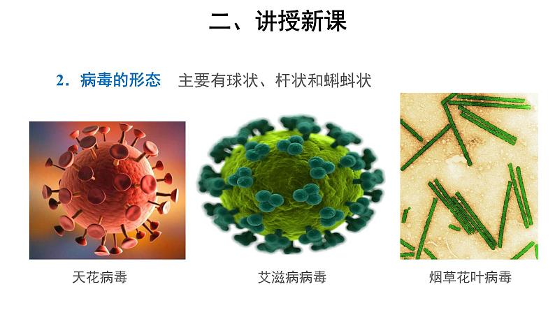 5.5.1 病毒 课件05