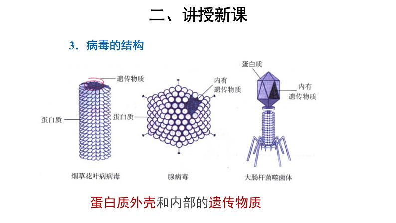 5.5.1 病毒 课件06