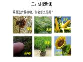 6.1.1 尝试对生物进行分类 课件