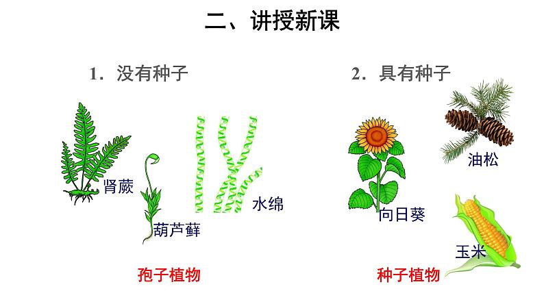 6.1.1 尝试对生物进行分类 课件06