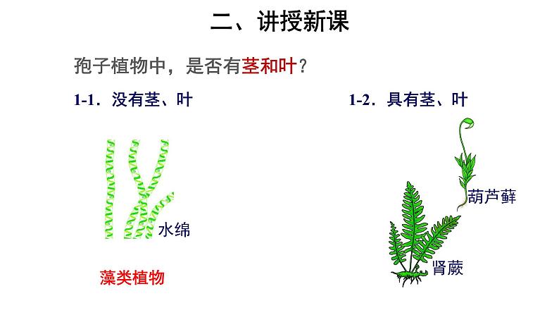 6.1.1 尝试对生物进行分类 课件07