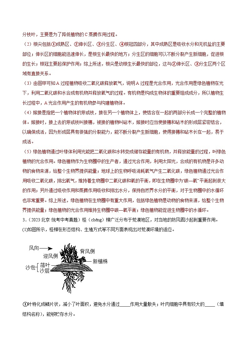 2024年中考生物真题分项汇编（全国通用）-专题04 绿色植物的蒸腾作用、光合作用和呼吸作用（解析版）第3页