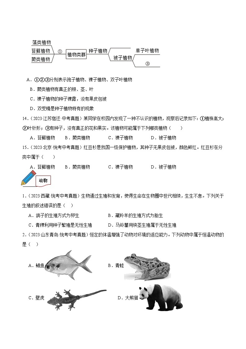 2024年中考生物真题分项汇编（全国通用）-专题11 植物、动物和微生物类群（原卷版+解析版）03