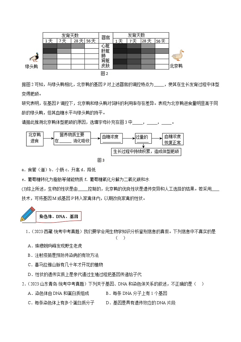 2024年中考生物真题分项汇编（全国通用）-专题14 生物的遗传和变异（原卷版+解析版）03