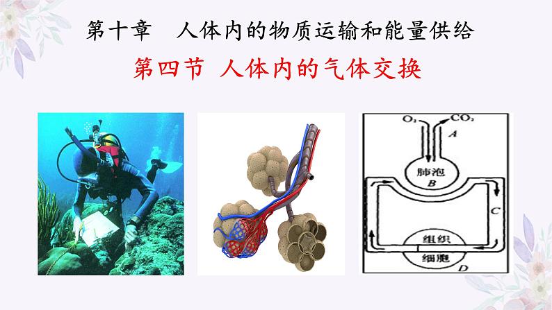 2024年七年级生物下册课件苏教版-10.4 人体内的气体交换01