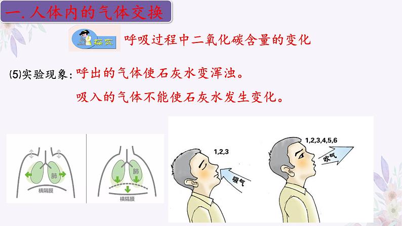 2024年七年级生物下册课件苏教版-10.4 人体内的气体交换08