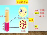 2024年七年级生物下册课件苏教版-第十章 人体内的物质运输和能量供给（复习课件）