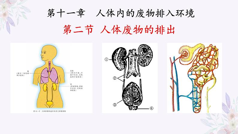 2024年七年级生物下册课件苏教版-11.2 人体废物的排出01