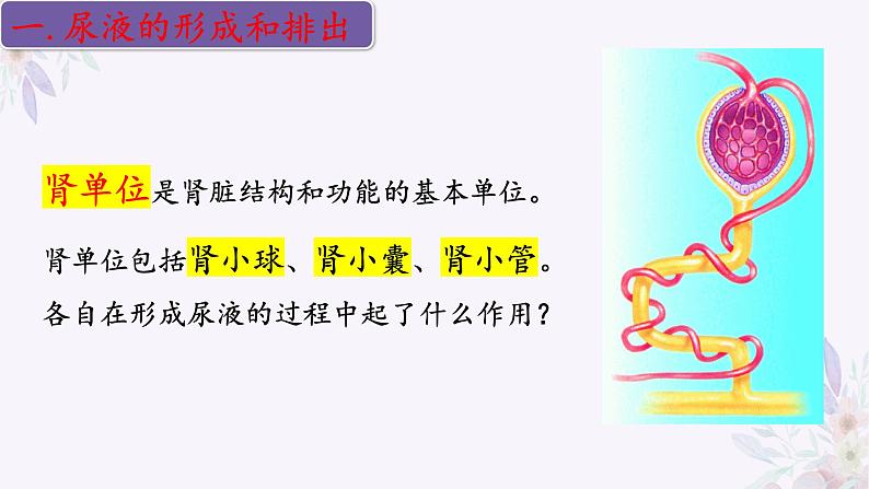 2024年七年级生物下册课件苏教版-11.2 人体废物的排出04