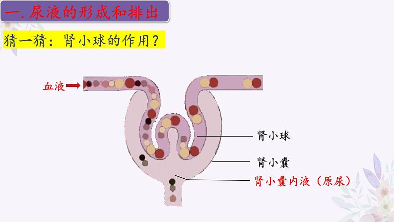 2024年七年级生物下册课件苏教版-11.2 人体废物的排出05