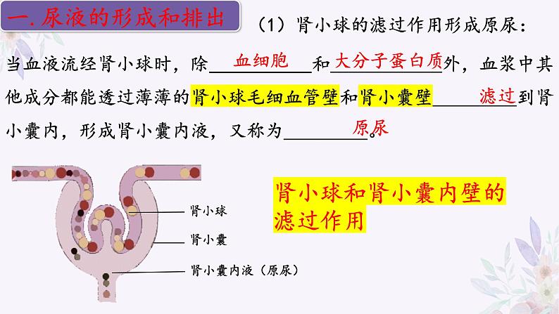 2024年七年级生物下册课件苏教版-11.2 人体废物的排出07