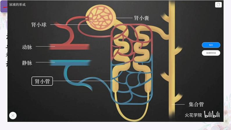 2024年七年级生物下册课件苏教版-11.2 人体废物的排出08