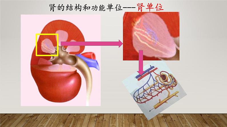 2024年七年级生物下册课件苏教版-第十一章 人体内的废物排入环境（复习课件）06