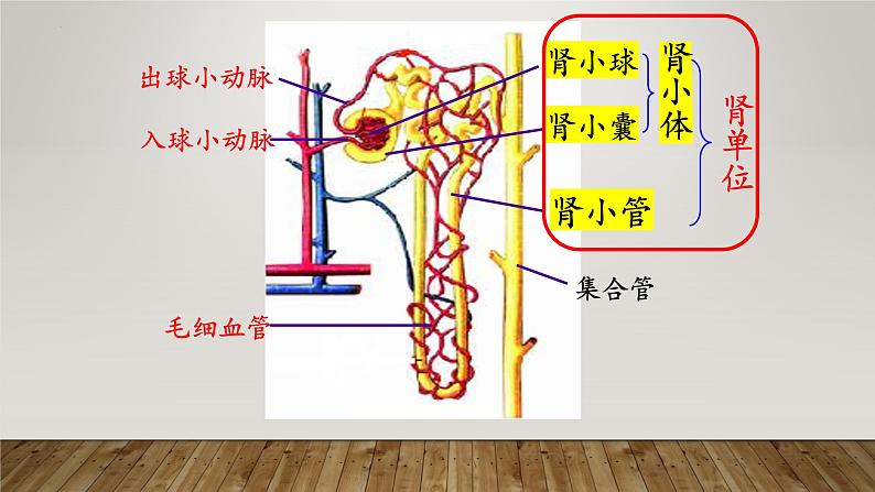 2024年七年级生物下册课件苏教版-第十一章 人体内的废物排入环境（复习课件）08