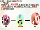 人教版（新課標(biāo)）八年級(jí)生物下冊(cè)第一章生物的生殖和發(fā)育復(fù)習(xí)課件