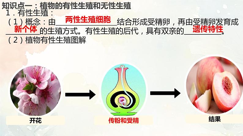 人教版（新课标）八年级生物下册第一章生物的生殖和发育复习课件第3页