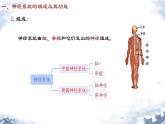 人教版（新课标）七年级生物下册第四单元第六章第二节神经系统的组成课件（内嵌视频）