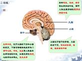 人教版（新课标）七年级生物下册第四单元第六章第二节神经系统的组成课件（内嵌视频）