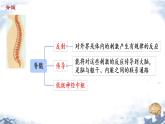 人教版（新课标）七年级生物下册第四单元第六章第二节神经系统的组成课件（内嵌视频）