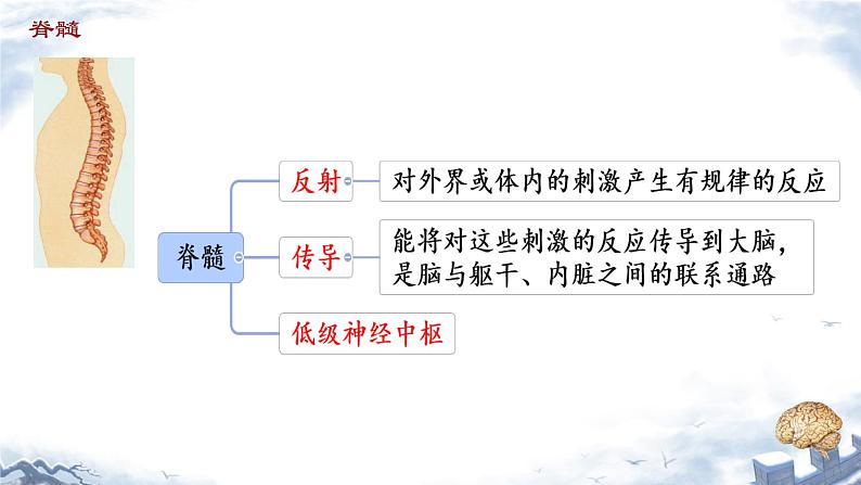 人教版（新课标）七年级生物下册第四单元第六章第二节神经系统的组成课件（内嵌视频）05