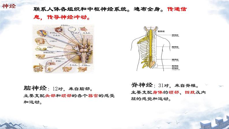 人教版（新课标）七年级生物下册第四单元第六章第二节神经系统的组成课件（内嵌视频）06