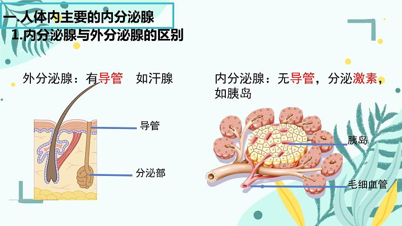 人教版（新课标）七年级生物下册第四单元第六章第一节人体对外界环境的感知课件（内嵌视频）第6页