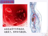 2024年七年级生物下册课件苏教版-10.2 人体的血液循环（第一课时）