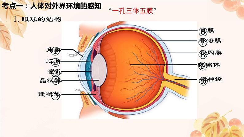 人教版（新课标）七下生物第四单元第六章复习课件第2页