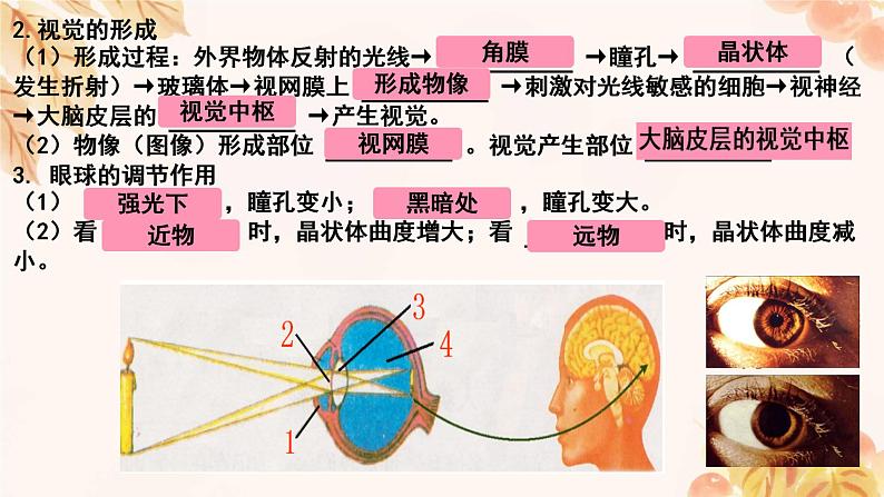 人教版（新课标）七下生物第四单元第六章复习课件第4页