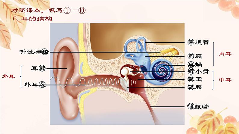 人教版（新课标）七下生物第四单元第六章复习课件第8页