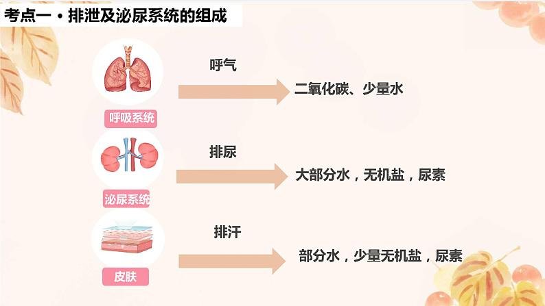 人教版（新课标）七下生物第四单元第五章复习课件第2页