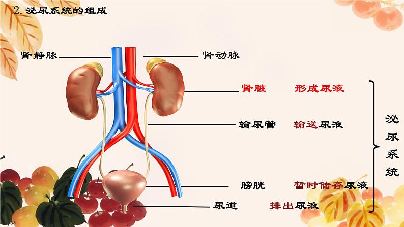 人教版（新课标）七下生物第四单元第五章复习课件第4页