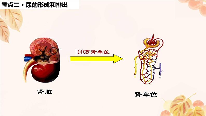 人教版（新课标）七下生物第四单元第五章复习课件第8页