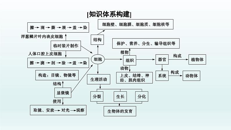 中考生物总复习课件：专题一　生物体的结构层次02